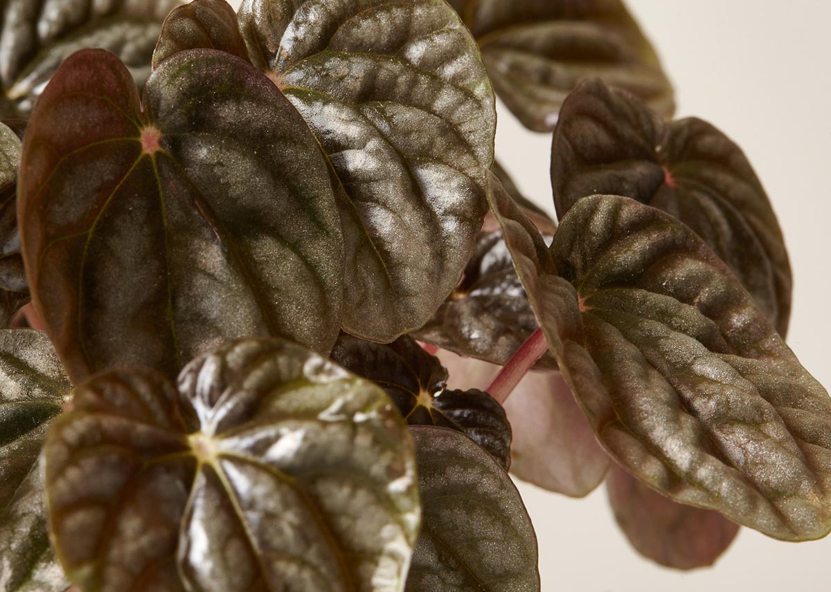 Peperomia ripple red