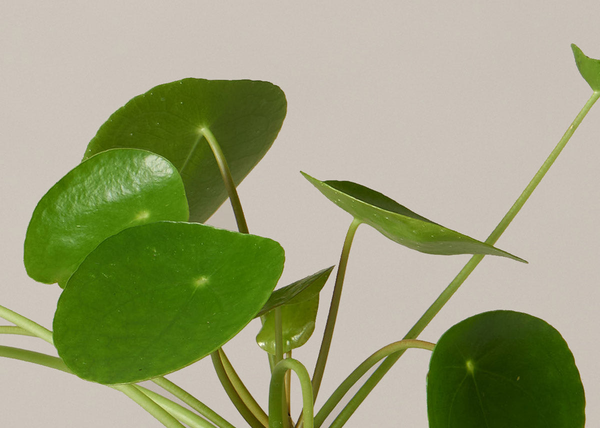 Pilea 2