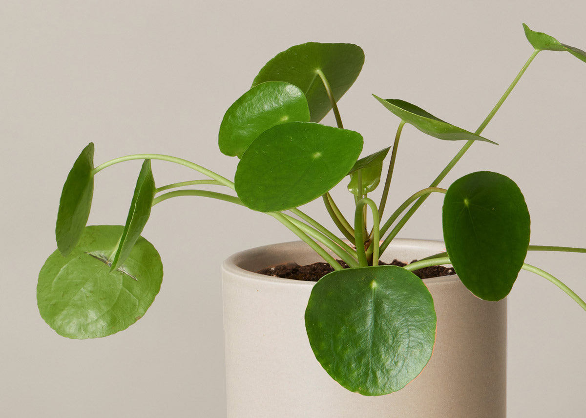 Pilea