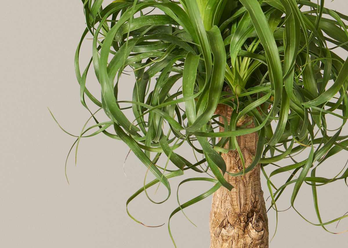 Ponytail palm