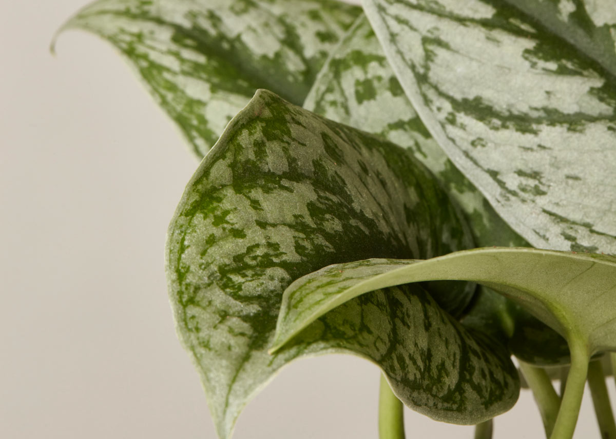 Pothos satin