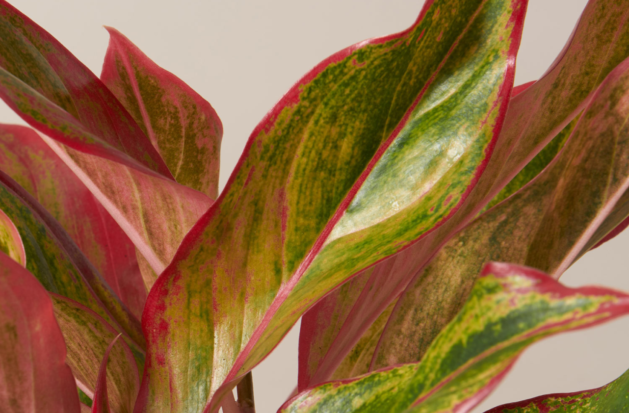 Red aglaonema d1699d3a 32a4 4e94 9eb5 3ea1d3af990e