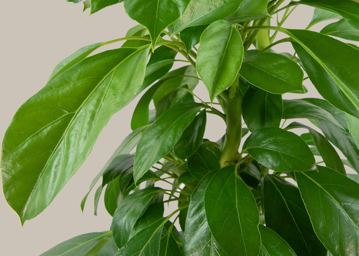 Schefflera alpine