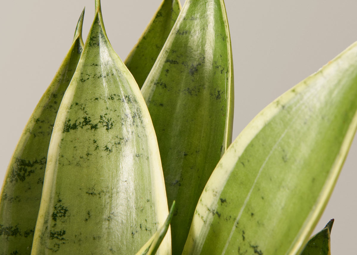 Snake plant night owl all 01