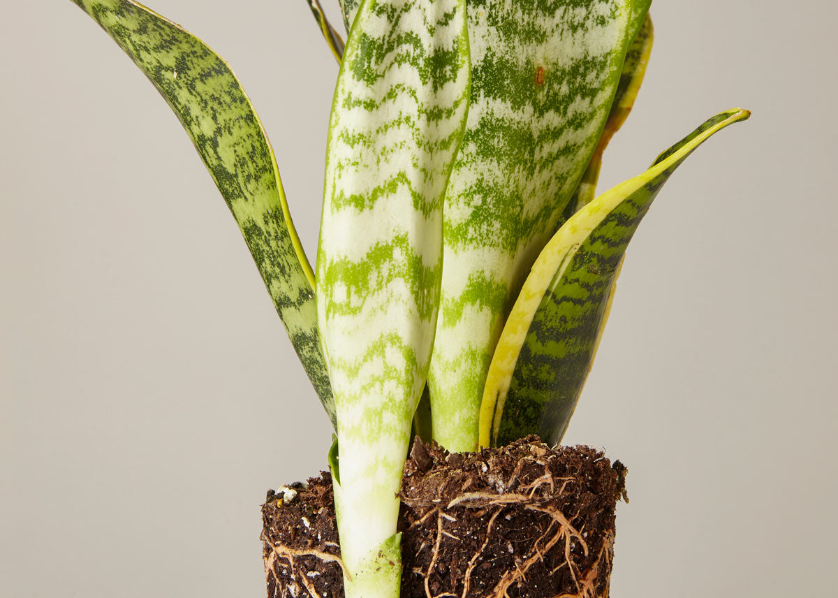 Snake plant 2 laurentii 4 059