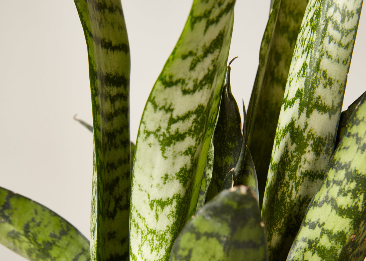 Snake plant 2 zeylanica 4 032