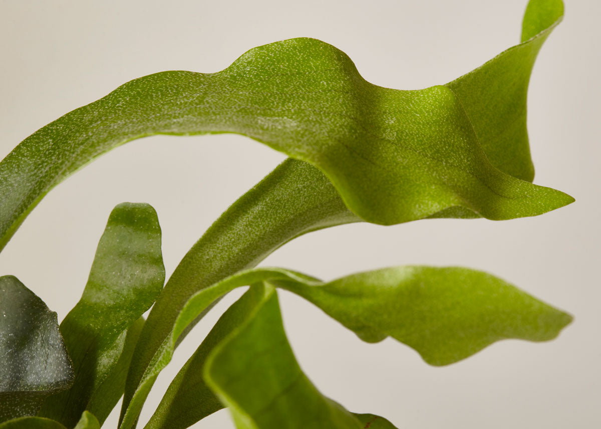 Staghorn fern 2 4 019