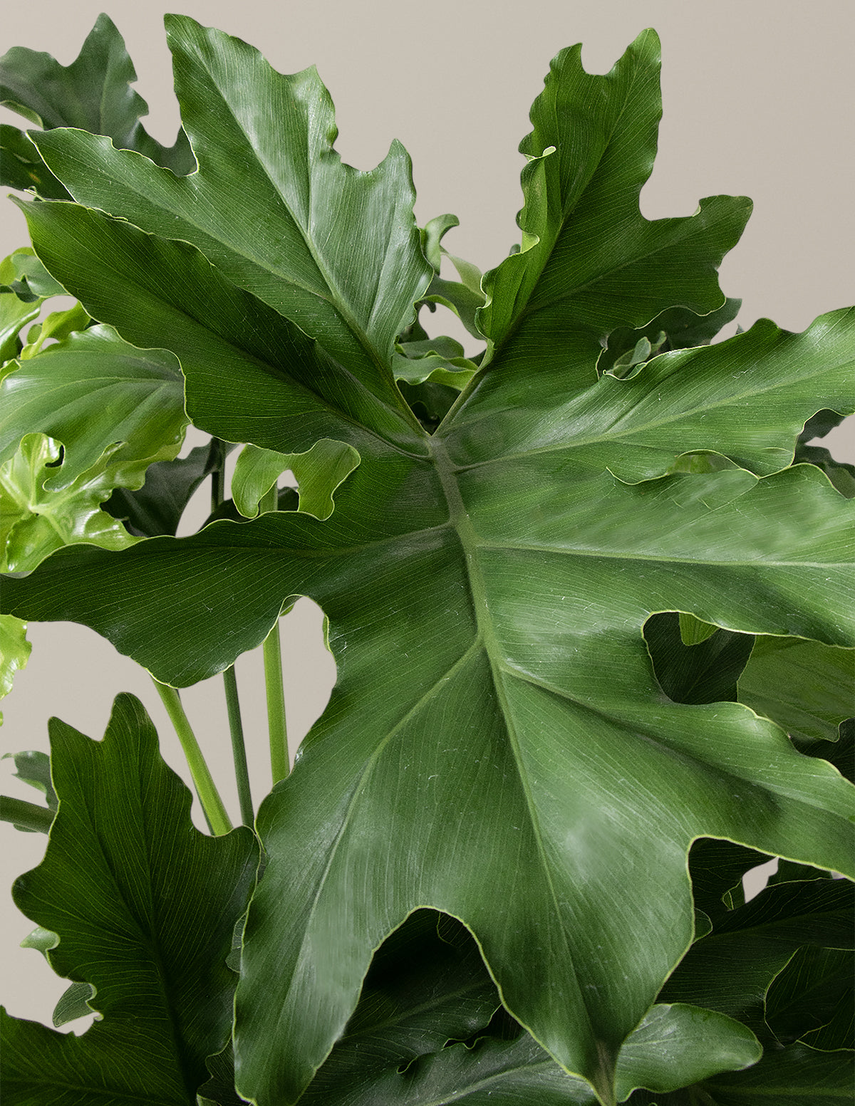 Large Philodendron Selloum “Hope”