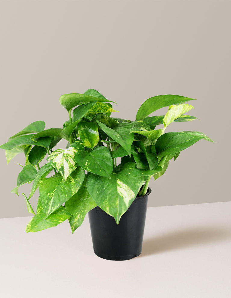 Golden Pothos