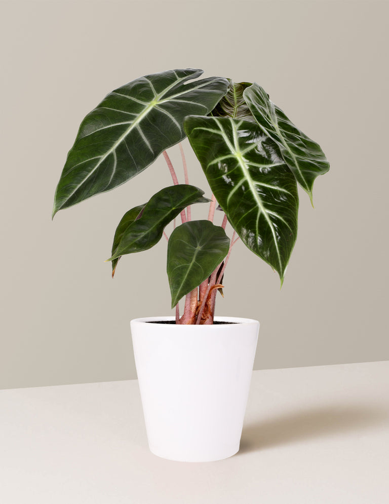 Alocasia Pink Dragon