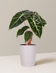 Alocasia Pink Dragon