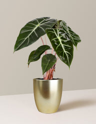 Alocasia Pink Dragon