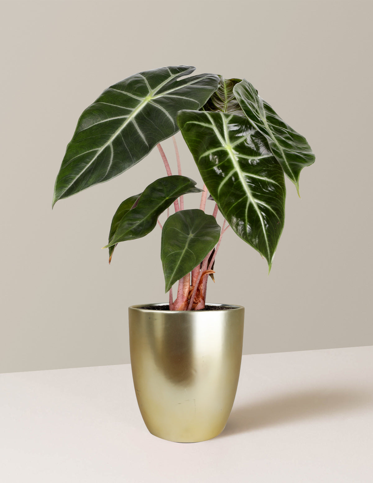 Alocasia Pink Dragon