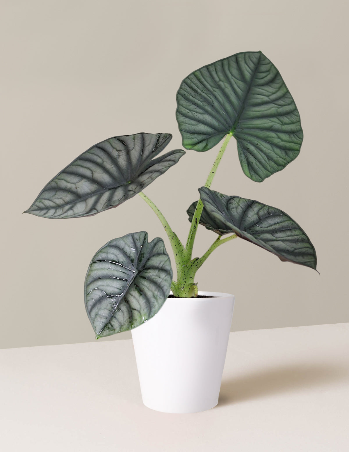 Alocasia Silver Nebula