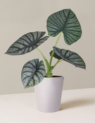 Alocasia Silver Nebula