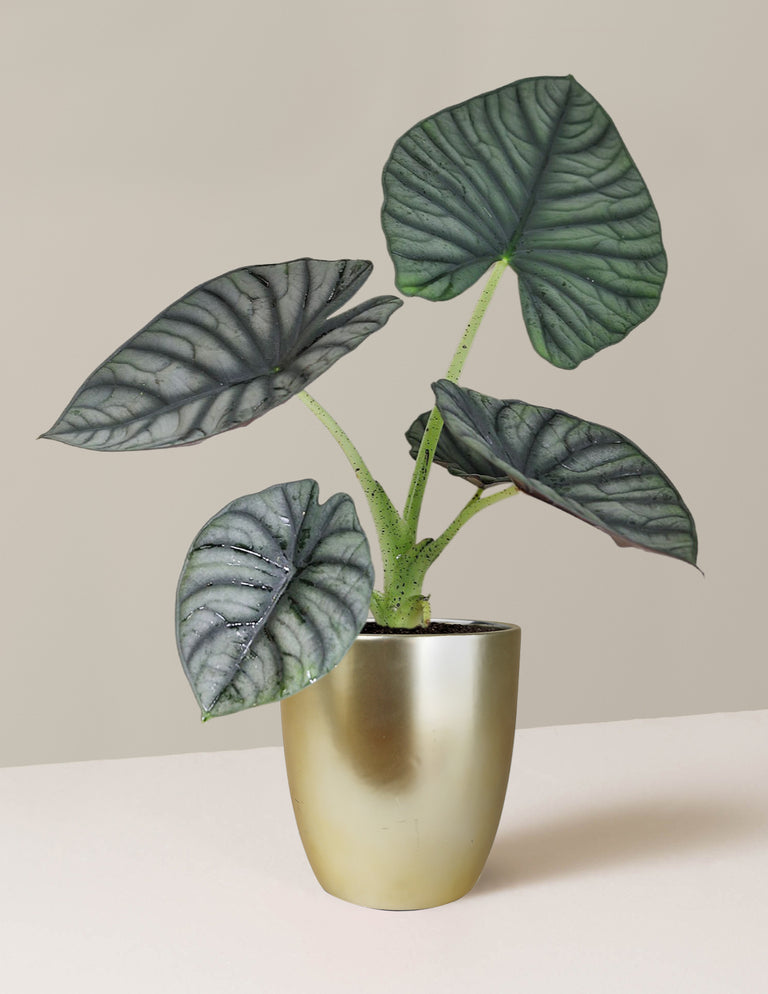 Alocasia Silver Nebula