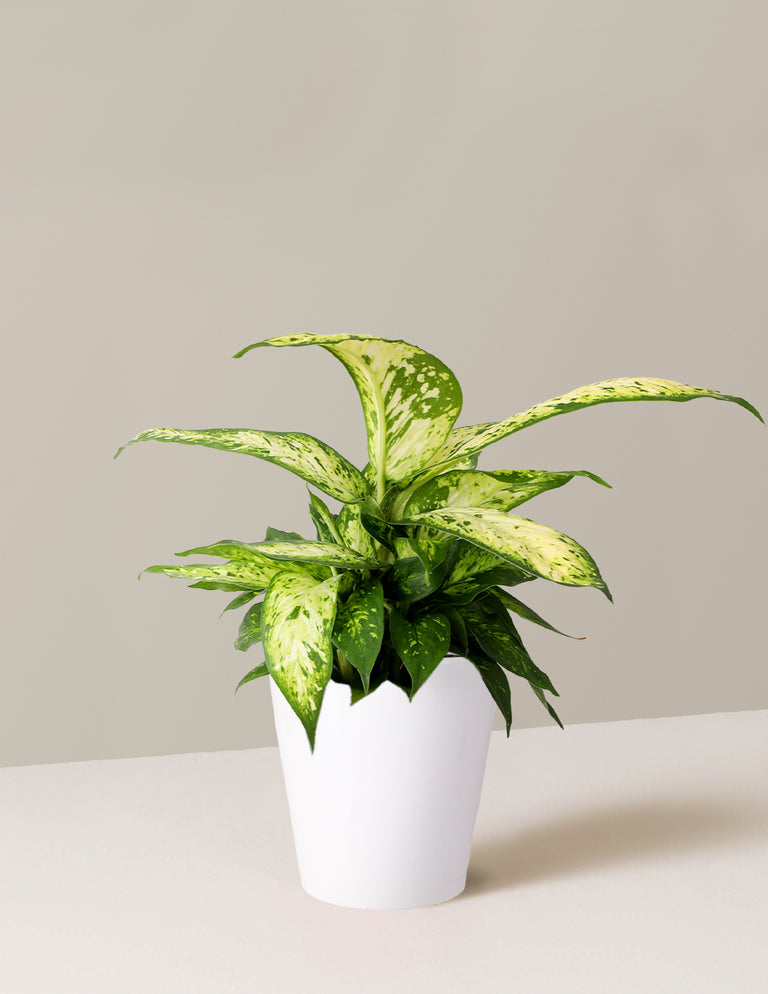 Dieffenbachia Star Bright