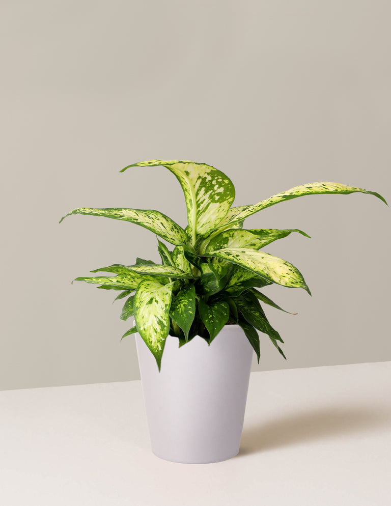 Dieffenbachia Star Bright