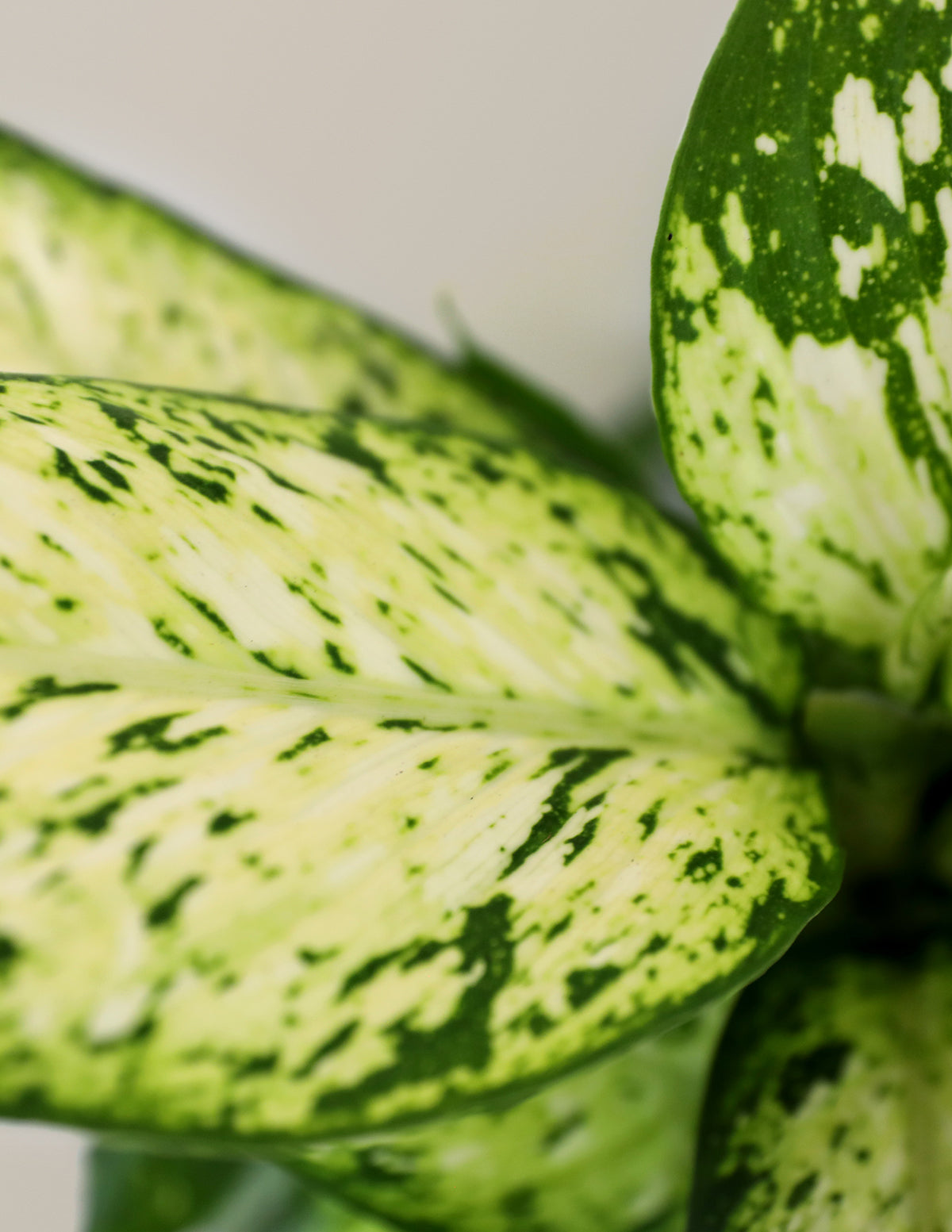 Dieffenbachia Star Bright