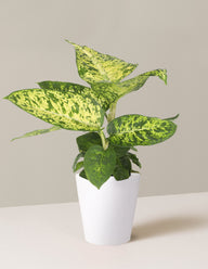 Dieffenbachia Sublime