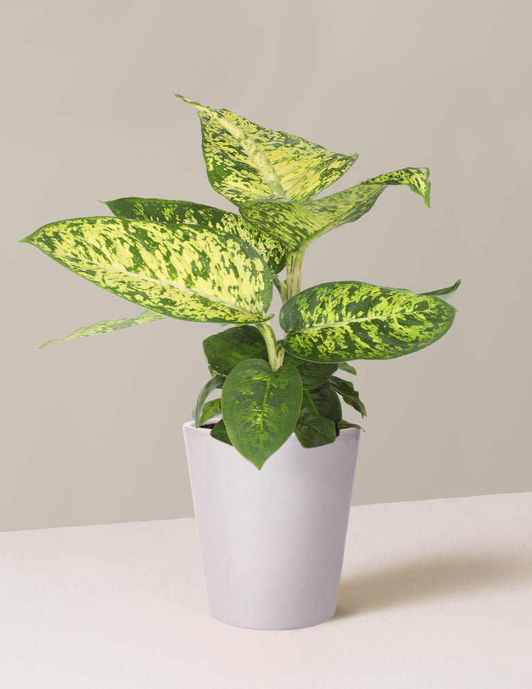 Dieffenbachia Sublime