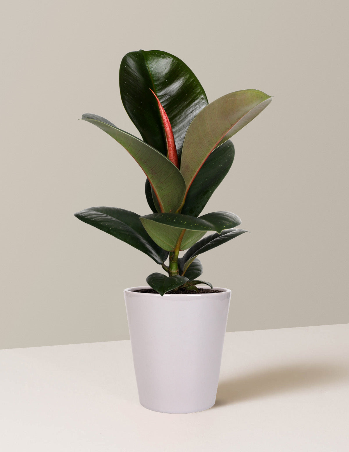 Ficus Chloe