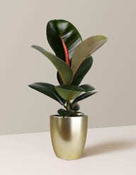 Ficus Chloe