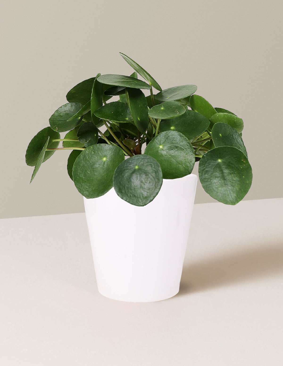 Pilea Peperomioides