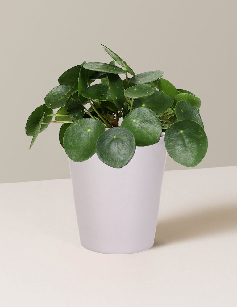 Pilea Peperomioides