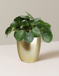 Pilea Peperomioides