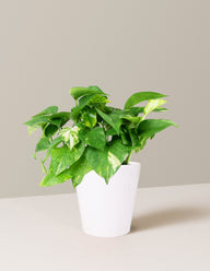 Golden Pothos