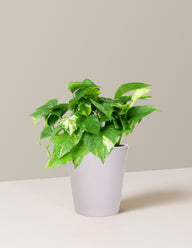 Golden Pothos