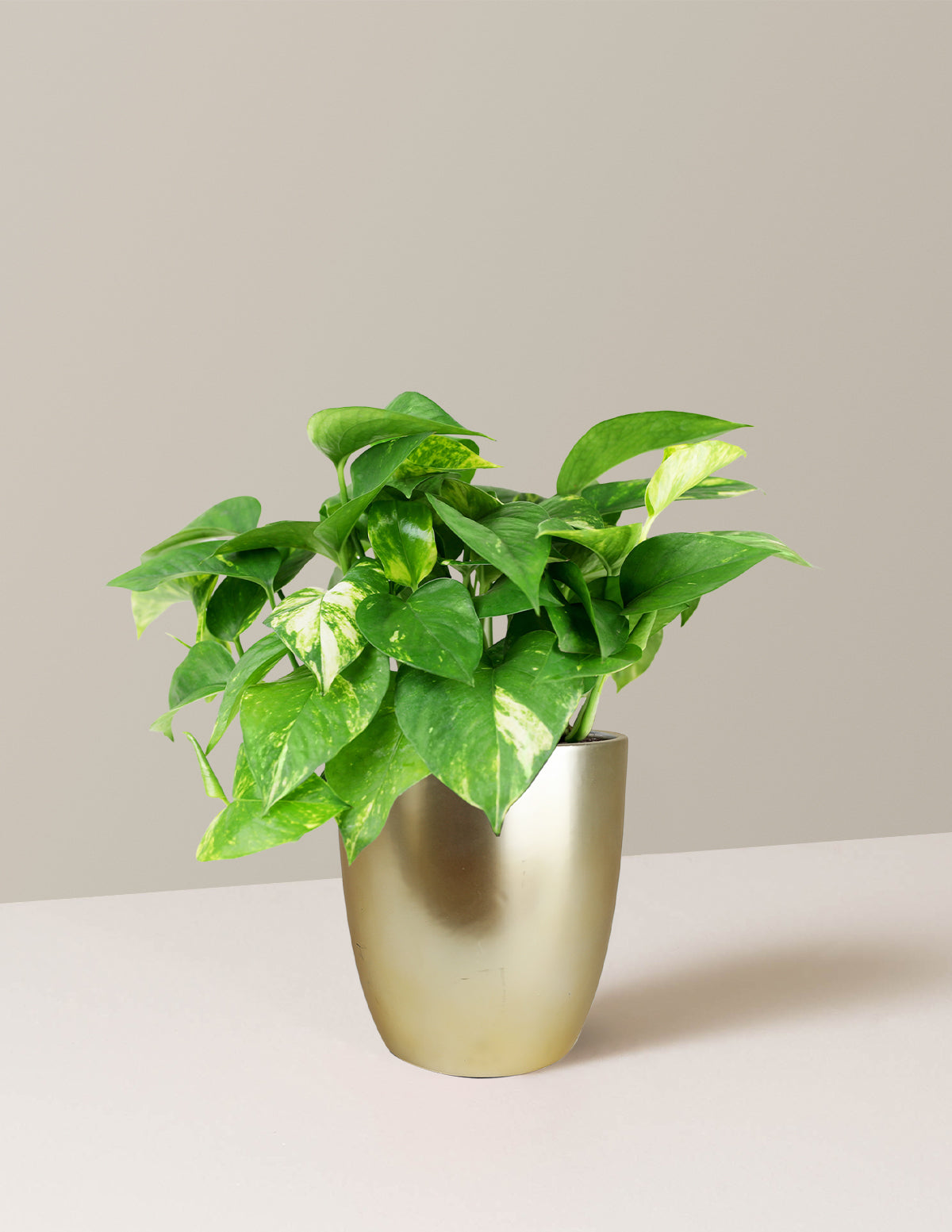 Golden Pothos