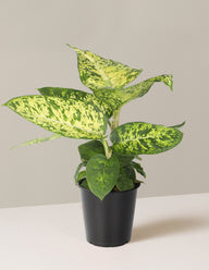 Dieffenbachia Sublime