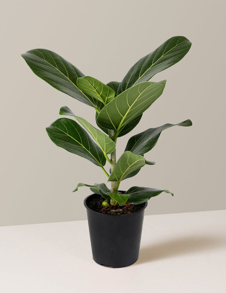 Ficus Audrey Tree