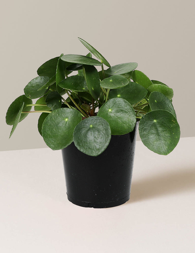 Pilea Peperomioides