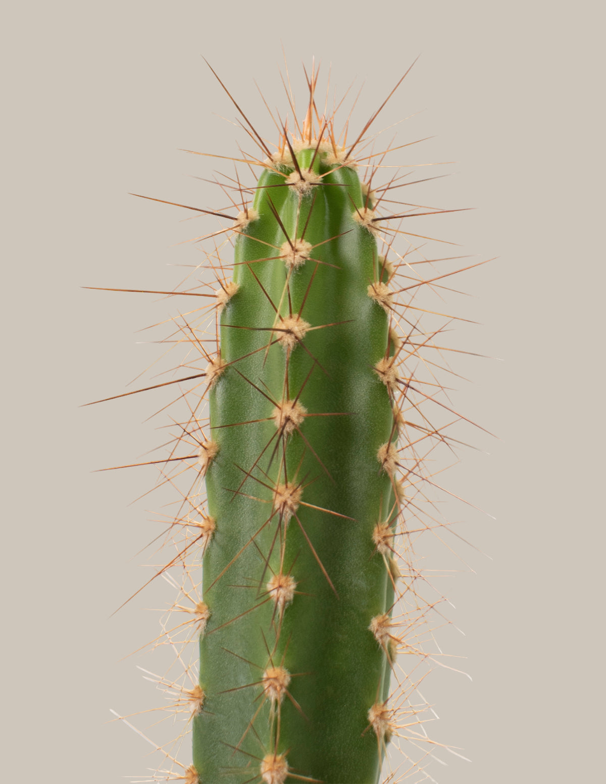 Cacti Assortment with Planters