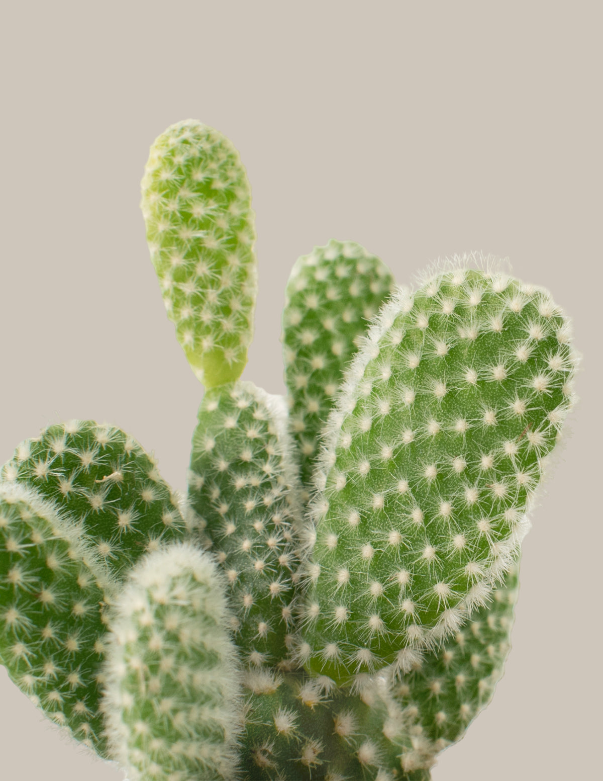 Cacti Assortment with Planters