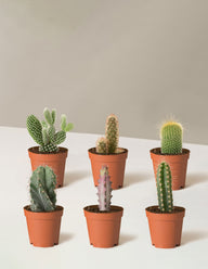 Cacti Assortment with Planters