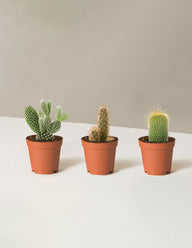 Cacti Assortment with Planters