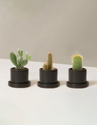 Cacti Assortment with Planters