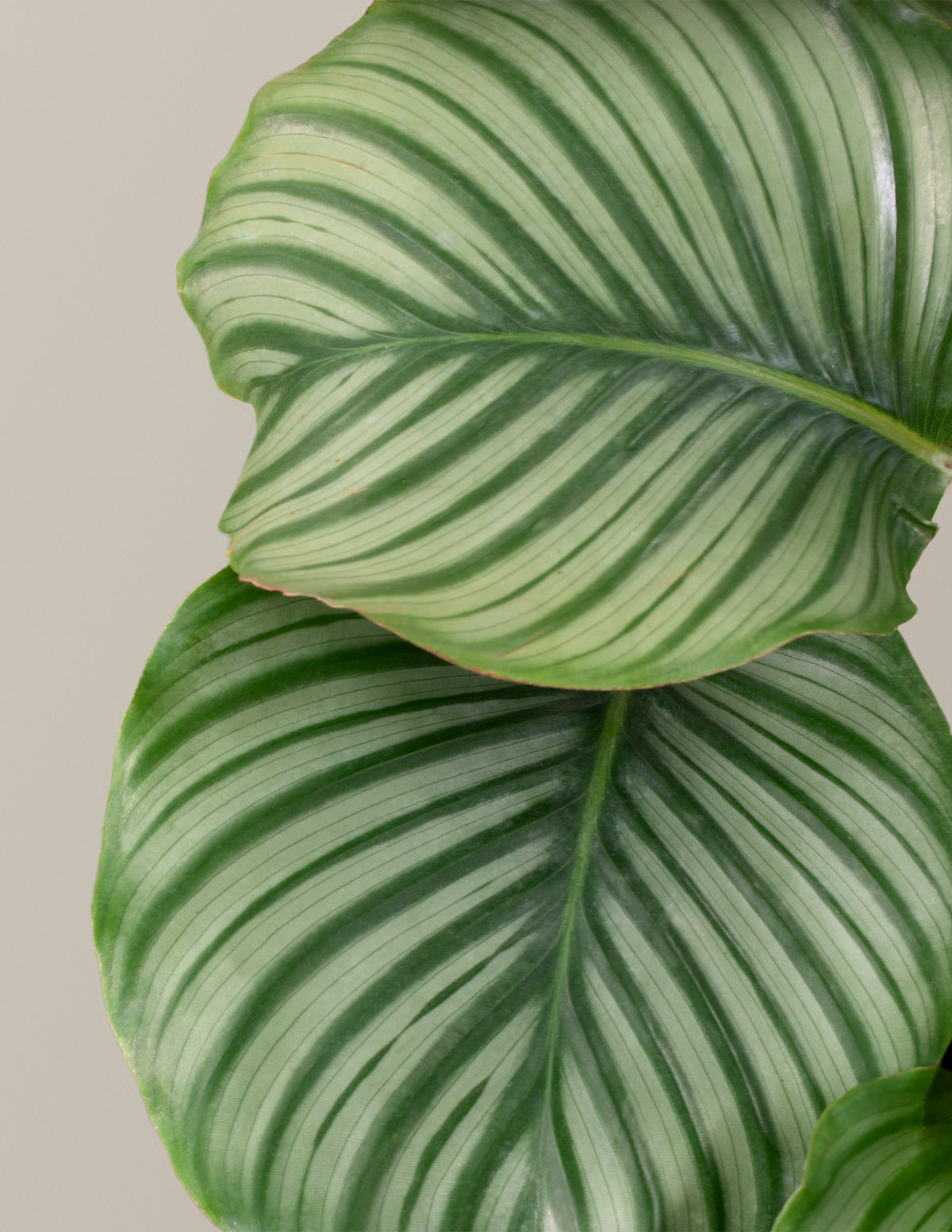 Large Calathea Orbifolia