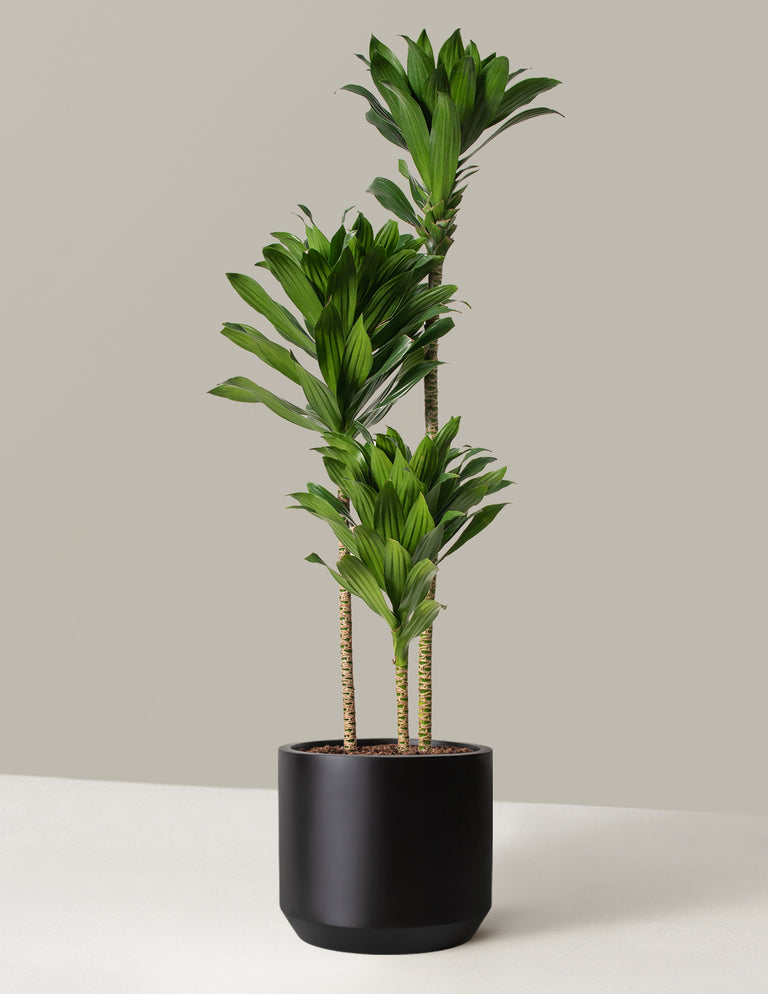 Large Dracaena Compacta Cane