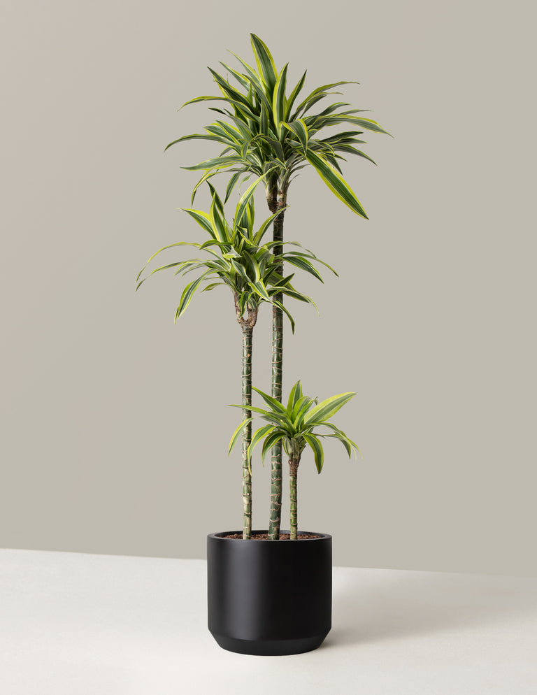 Large Dracaena Lemon Lime