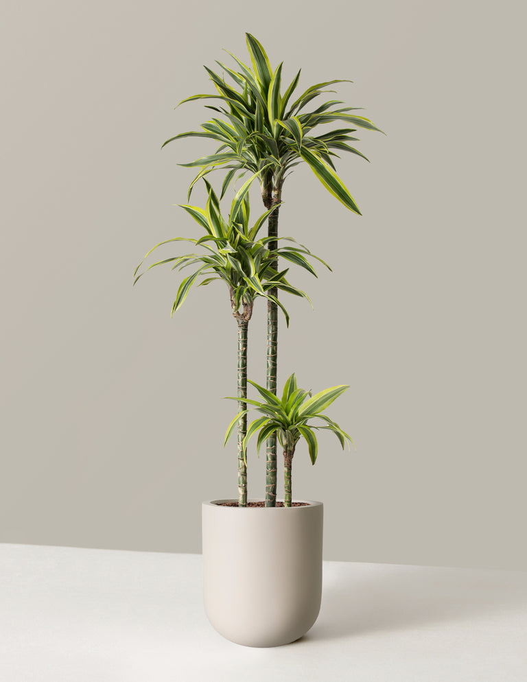 Large Dracaena Lemon Lime