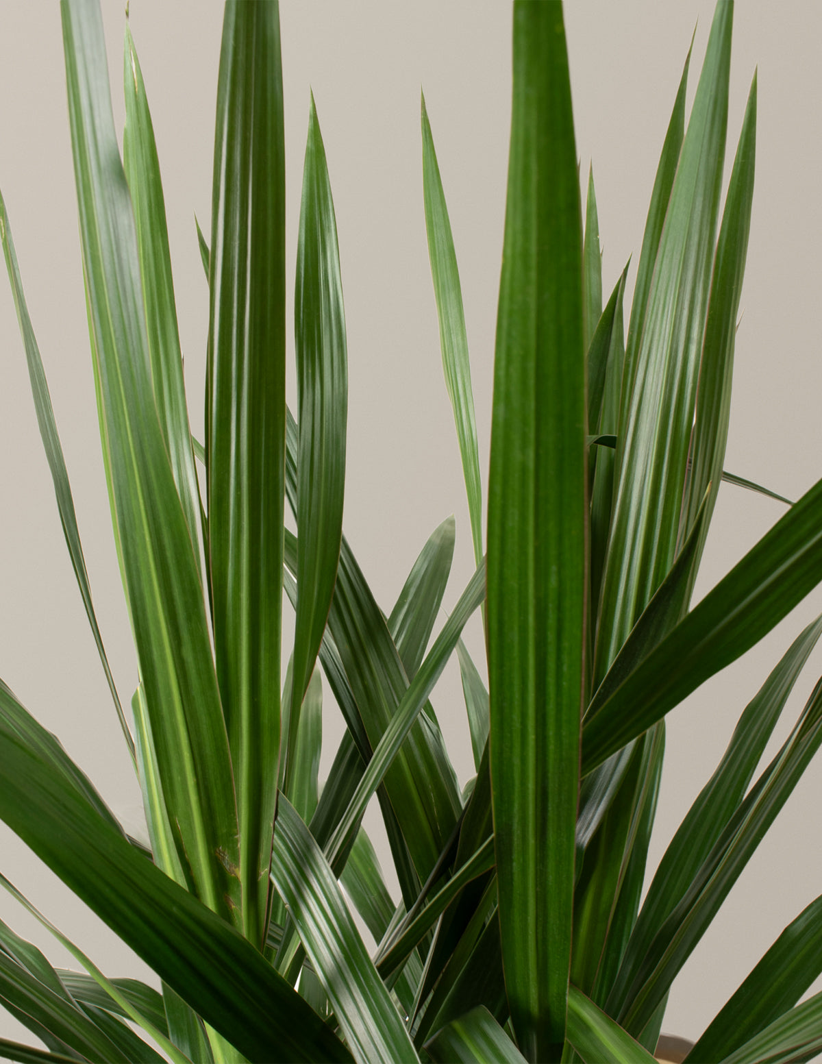 Large Dracaena Tarzan