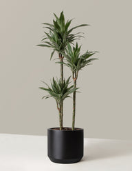 Large Dracaena Warneckii