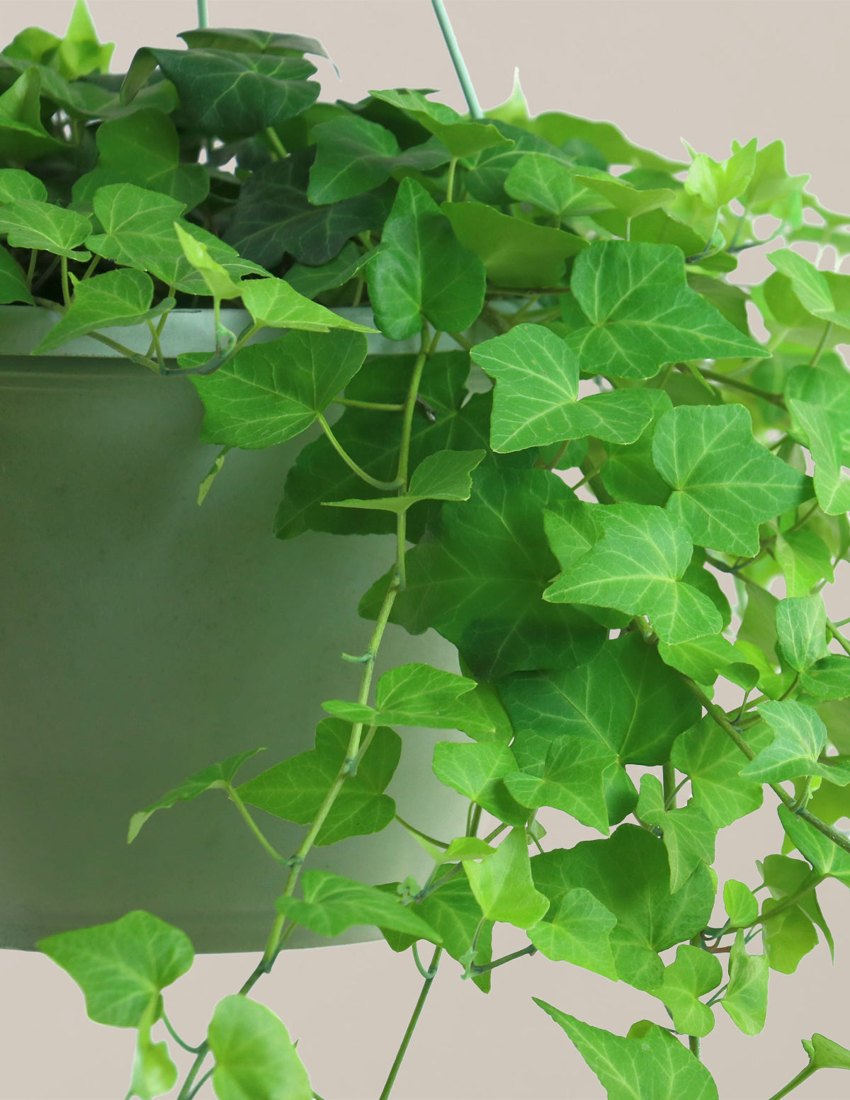 English Ivy Hanging Basket