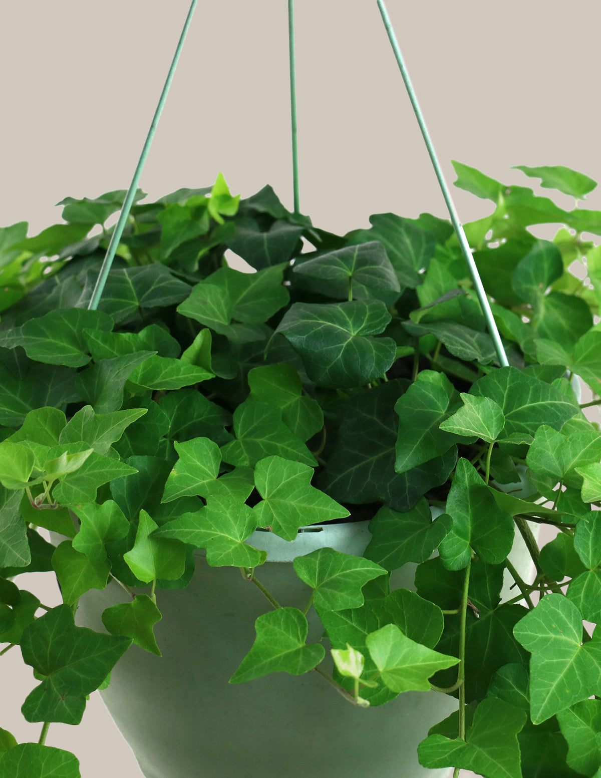 English Ivy Hanging Basket