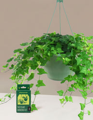 English Ivy Hanging Basket